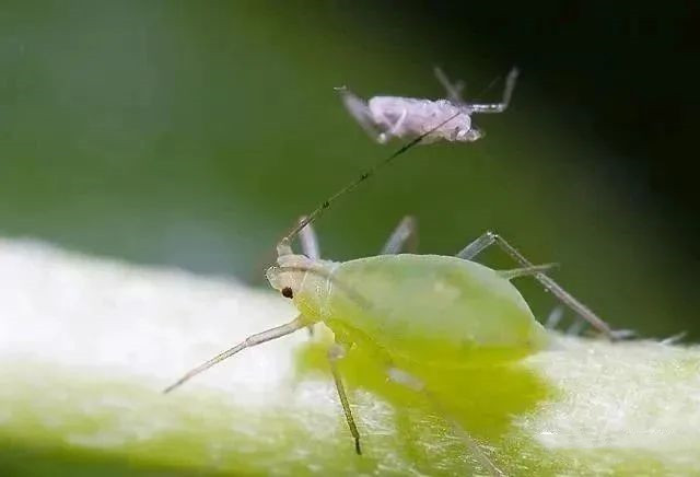 警惕！春天這些病蟲害很容易發(fā)生
